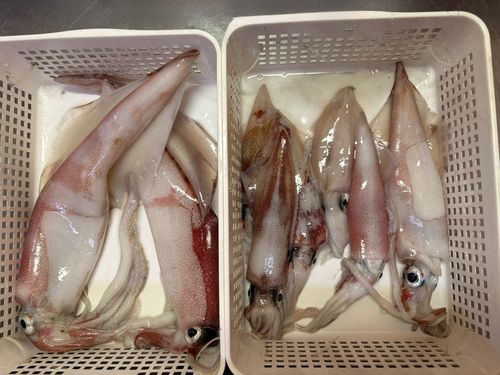 ケンサキイカの釣果