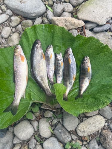イワナの釣果