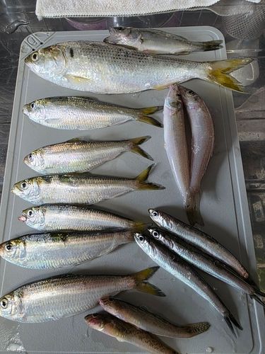 キスの釣果