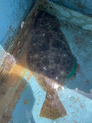 ヒラメの釣果