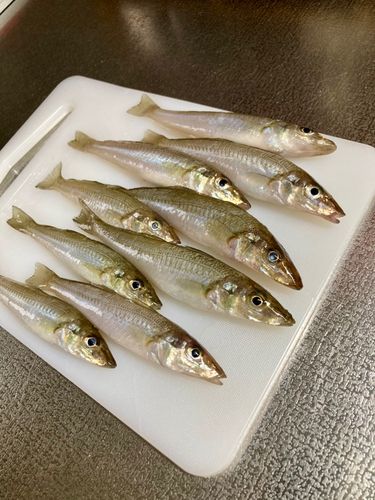 シロギスの釣果