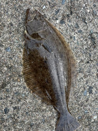 ヒラメの釣果