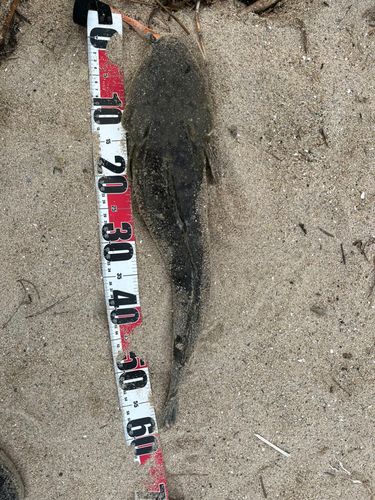 マゴチの釣果