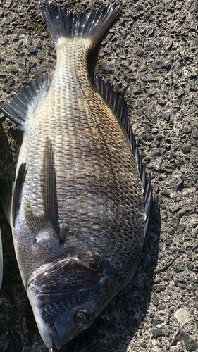 釣果