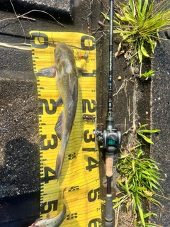 アメリカナマズの釣果
