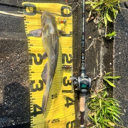 アメリカナマズ