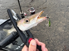 カマスの釣果