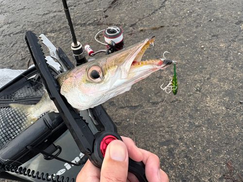 カマスの釣果
