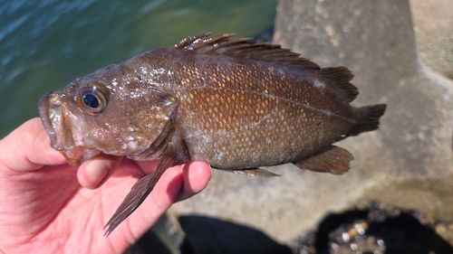 ガヤの釣果