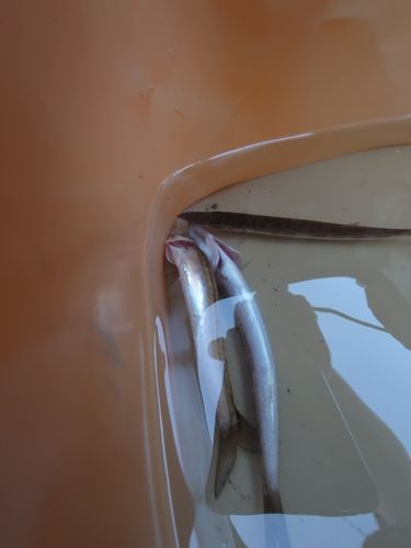 カマスの釣果