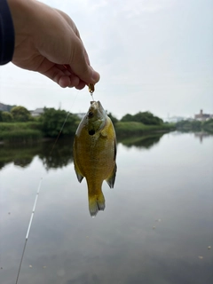 ブルーギルの釣果