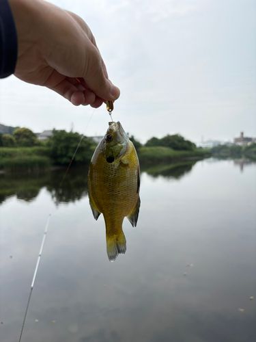 ブルーギルの釣果