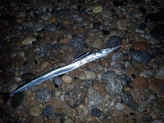 ダツの釣果