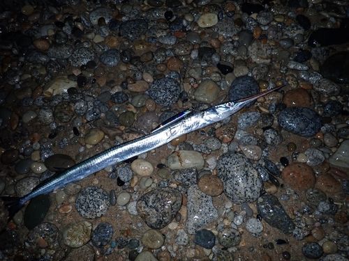 ダツの釣果