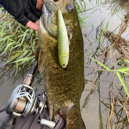 スモールマウスバス