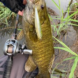 スモールマウスバス