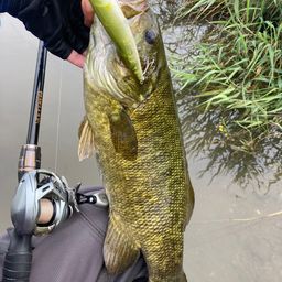 スモールマウスバス