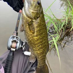 スモールマウスバス