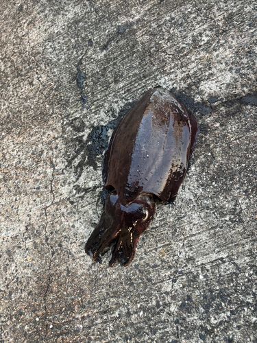 モンゴウイカの釣果