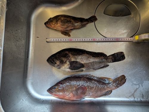 キジハタの釣果