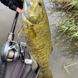 スモールマウスバス