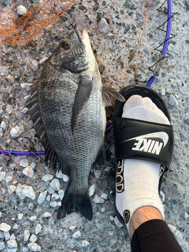 チヌの釣果