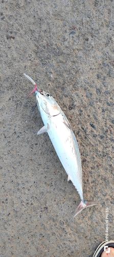 ソウダガツオの釣果