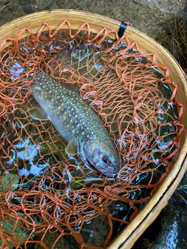 イワナの釣果