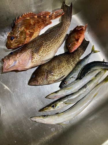 オオモンハタの釣果