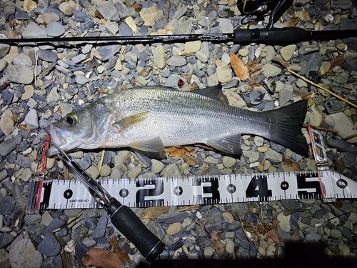 セイゴ（ヒラスズキ）の釣果