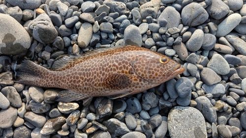 オオモンハタの釣果