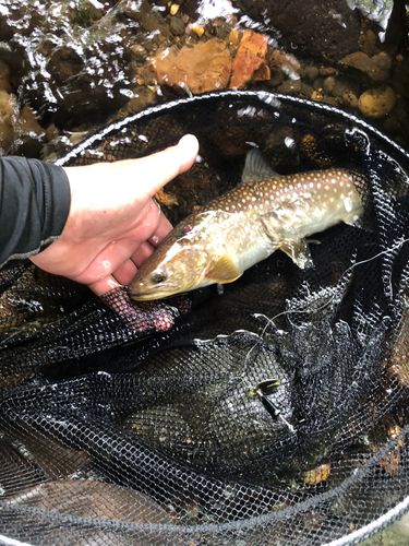 イワナの釣果