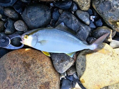 ネイリの釣果