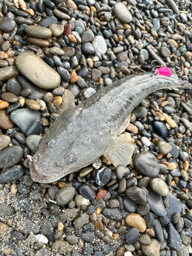マゴチの釣果