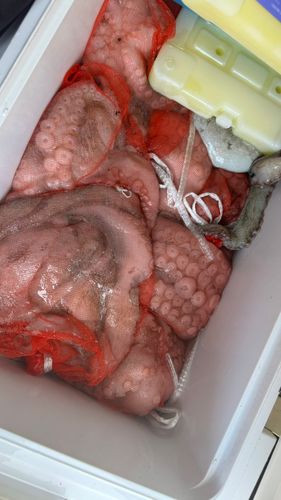 タコの釣果