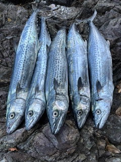 サゴシの釣果