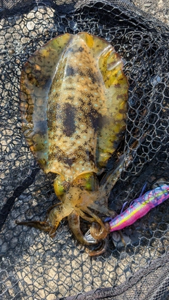アオリイカの釣果