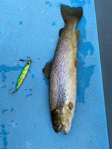 ブラウントラウトの釣果