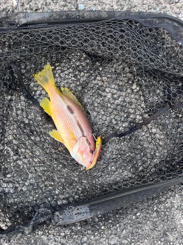 ヨコスジフエダイの釣果