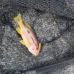 ヨコスジフエダイ