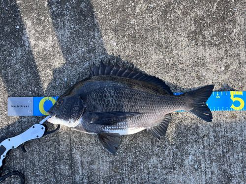 チヌの釣果