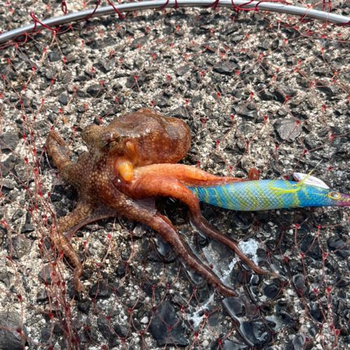 イイダコの釣果