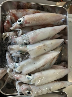 ケンサキイカの釣果