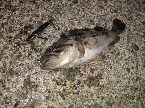 クロソイの釣果