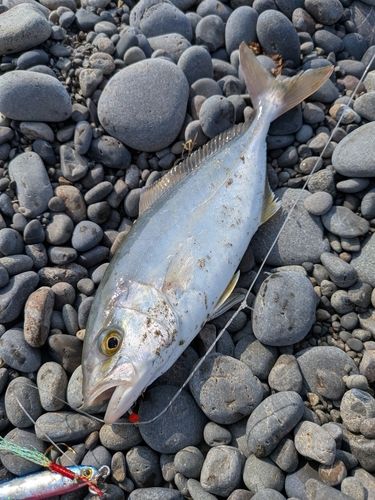 モジャコの釣果
