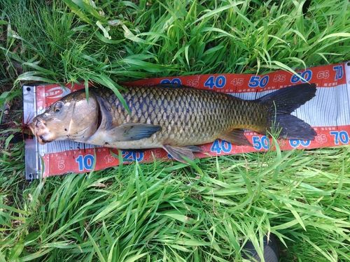 コイの釣果