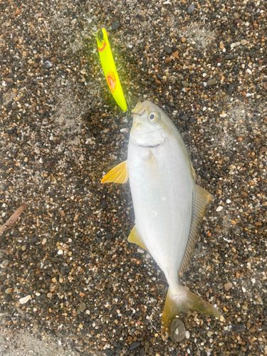 ショゴの釣果