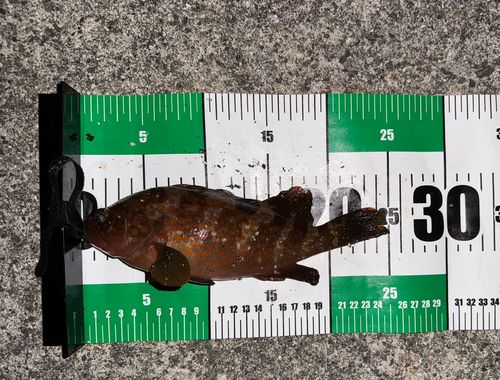 キジハタの釣果