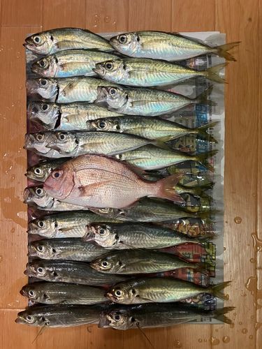 アジの釣果