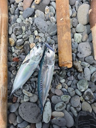 ソウダガツオの釣果